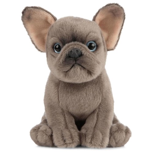 Living nature french - french, bulldog