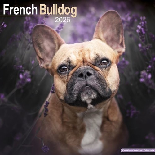 French bulldog 2026 - french,
