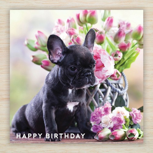 French bulldog frenchie - french,