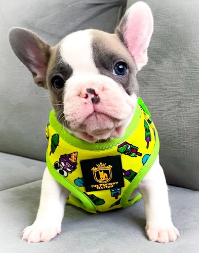 Best french bulldog - bulldog, puppy