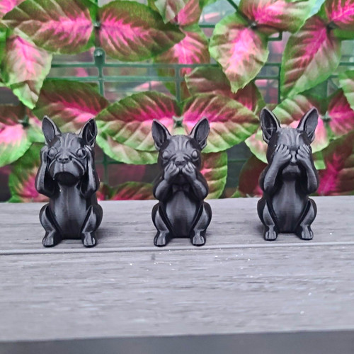 French bulldog frenchie small - bulldog,