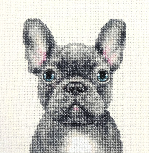 Blue french bulldog - blue, puppy