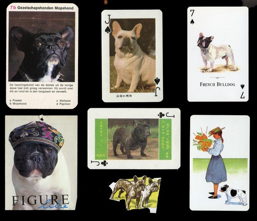 French bulldog frenchi - french,