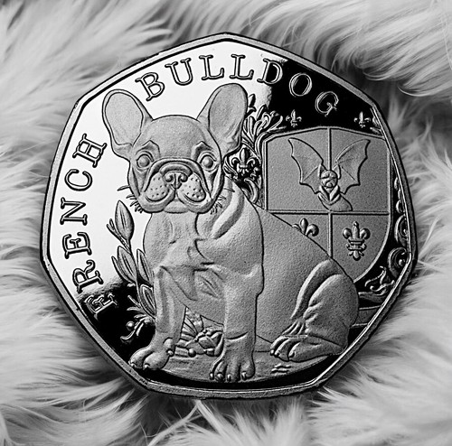French bulldog silver - french,