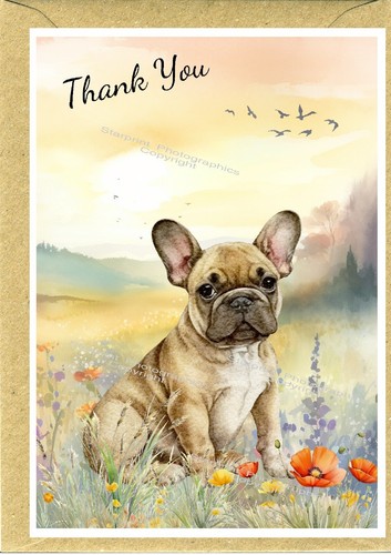 French bulldog frenchie - french, /frenchie