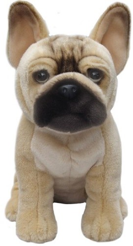 Fawn french bulldog - fawn, teddy