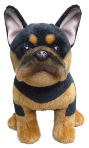 Black tan french bulldog - &,