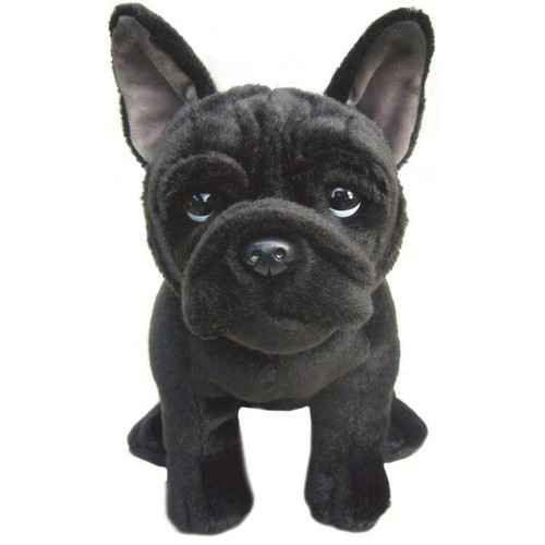 Black french bulldog - french, teddy