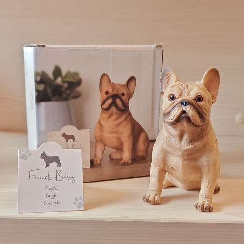 French bully bulldog - french,