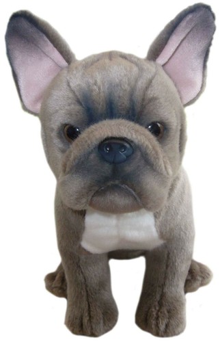 Blue french bulldog teddy - bulldog,