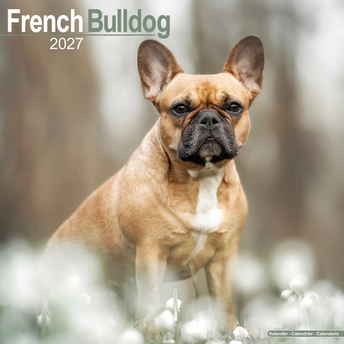 French bulldog 2027 calendar - bulldog,