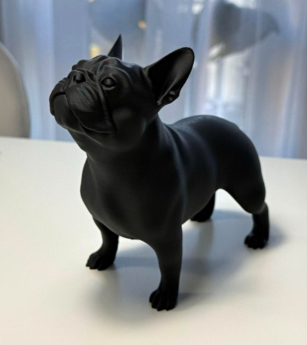 Black french bulldog - french,