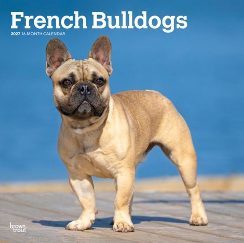 French bulldogs 2027 square - french,