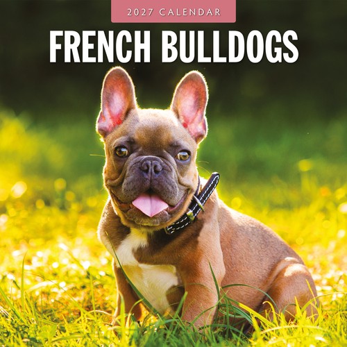 French bulldogs 2027 - bulldogs, square