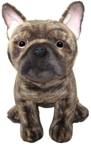 Brindle french bulldog - french,
