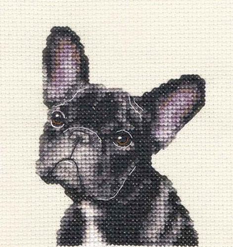 Black french bulldog dog - black, pup