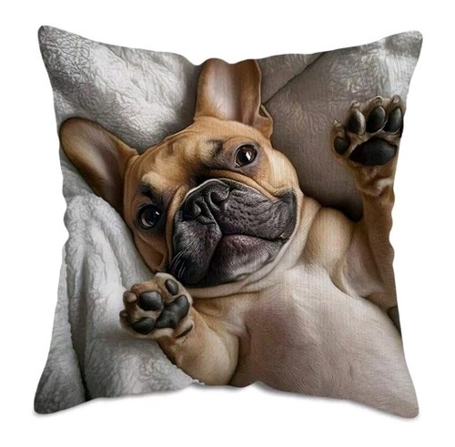 Beautiful french bulldog - 1,
